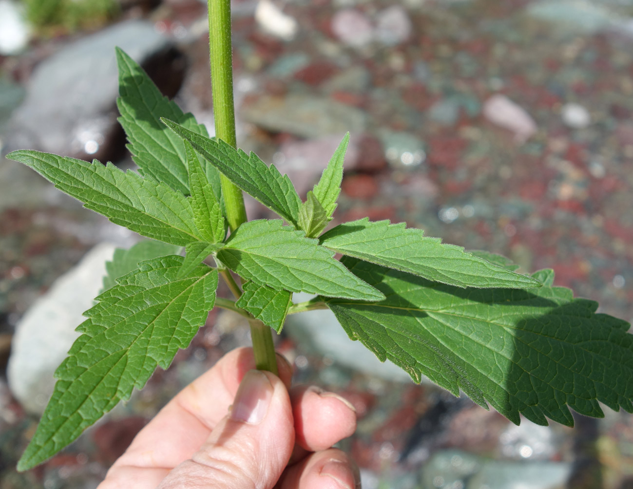 Изображение особи Stachyopsis oblongata.