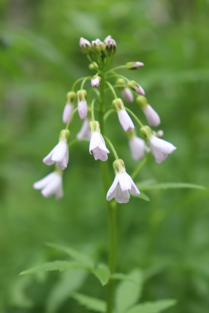 Image of Cardamine macrophylla specimen.
