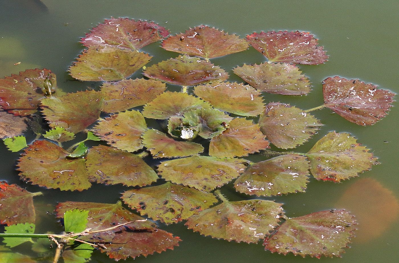 Image of Trapa maeotica specimen.