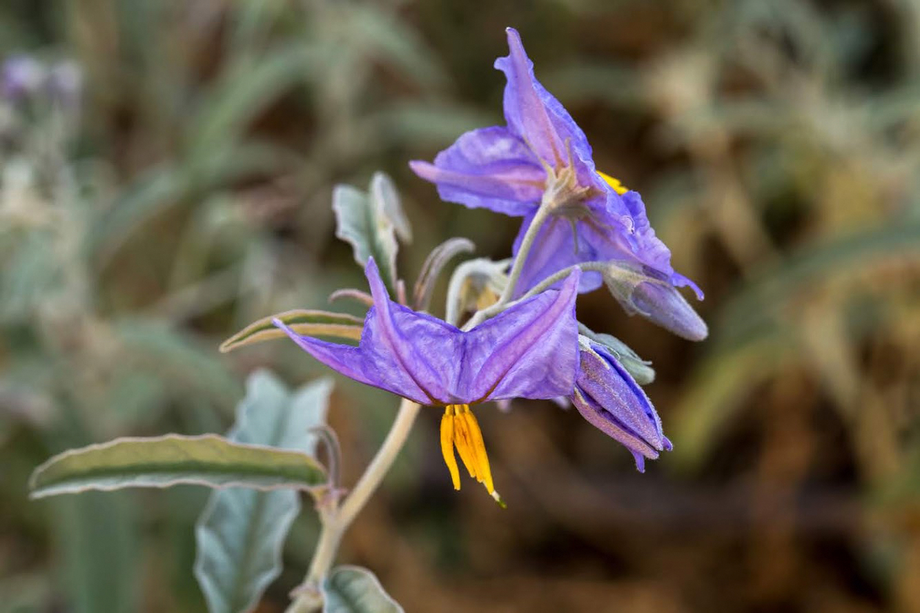 Изображение особи Solanum elaeagnifolium.