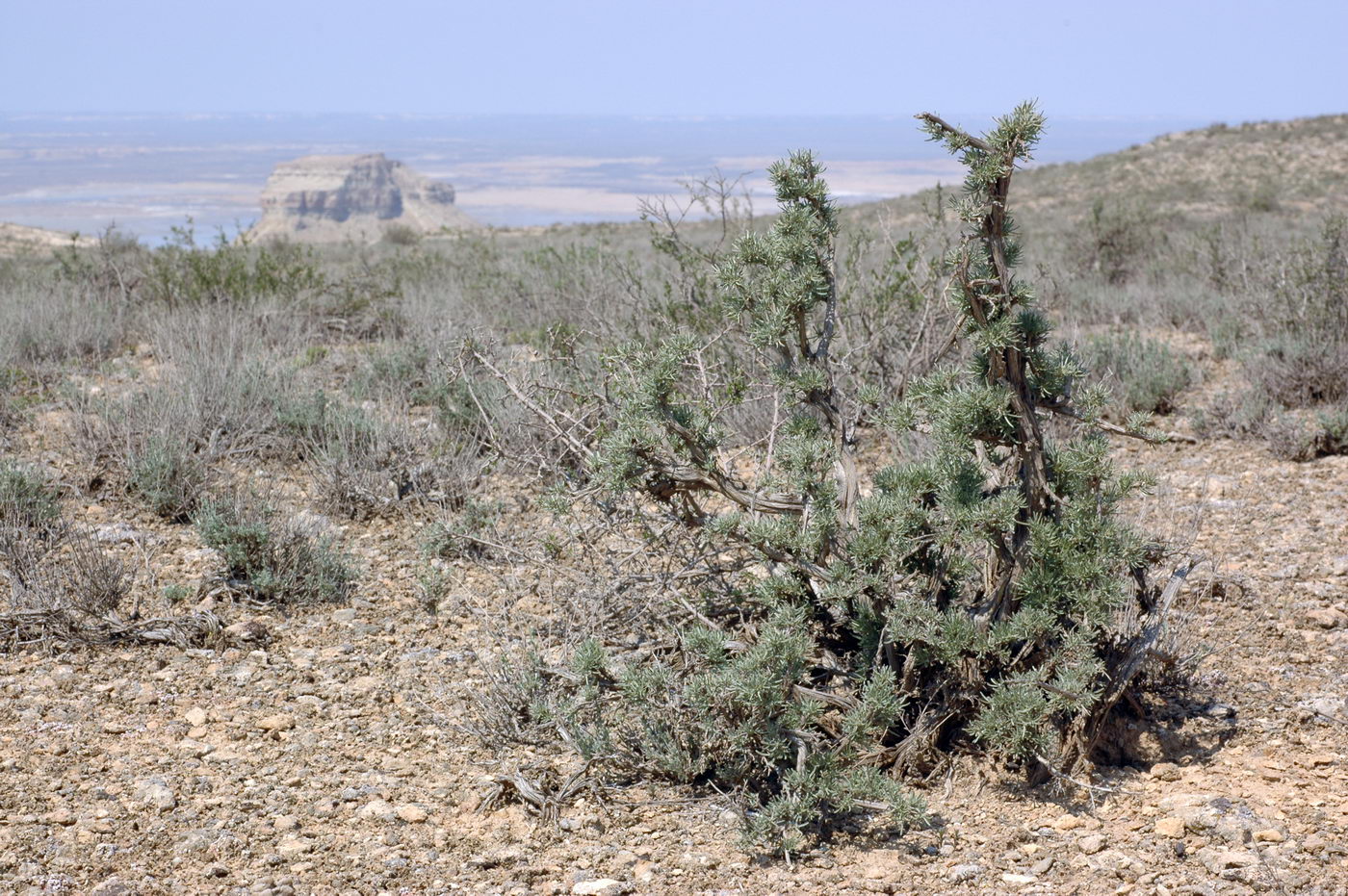 Изображение особи Astragalus turcomanicus.