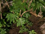 Fatsia japonica. Листья и нижняя часть ствола. Франция, регион Иль-де-Франс, г. Леваллуа-Перре, проспект Генерала де Голля (Avenue du Général de Gaulle), в культуре. 25.02.2020.