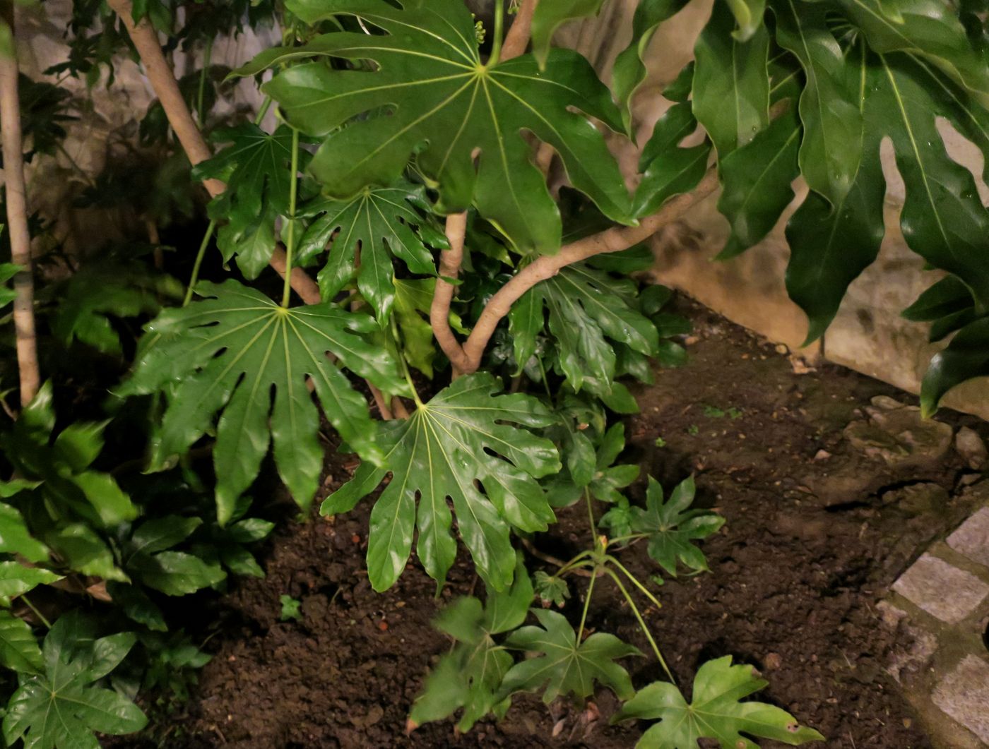 Image of Fatsia japonica specimen.