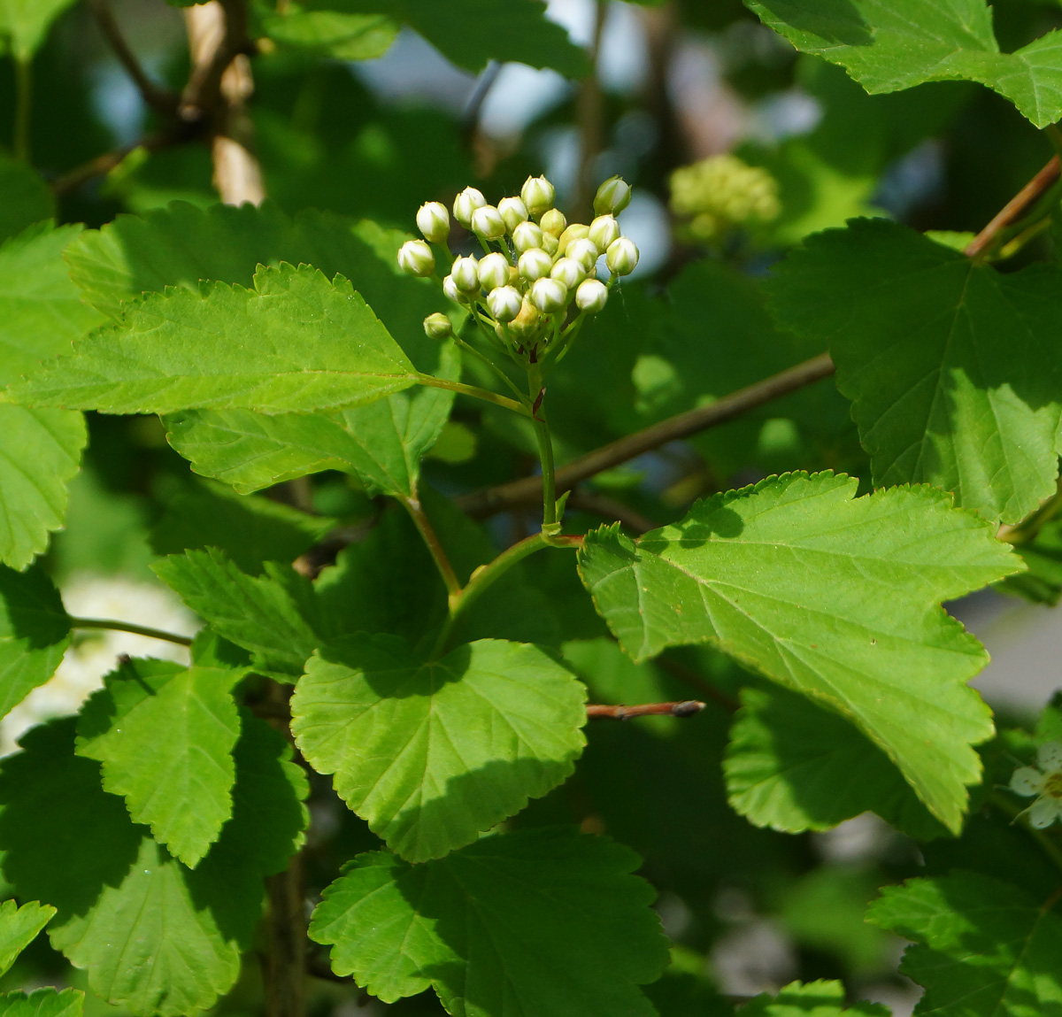 Изображение особи Physocarpus opulifolius.