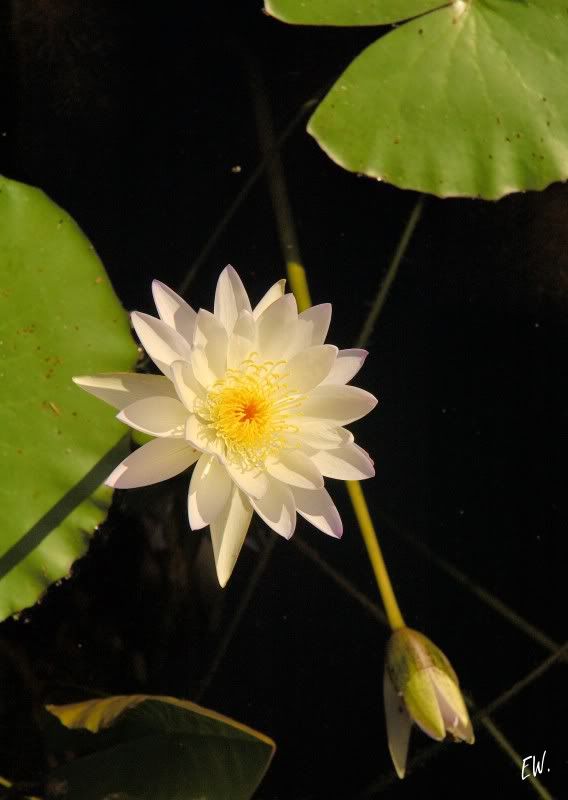 Image of genus Nymphaea specimen.