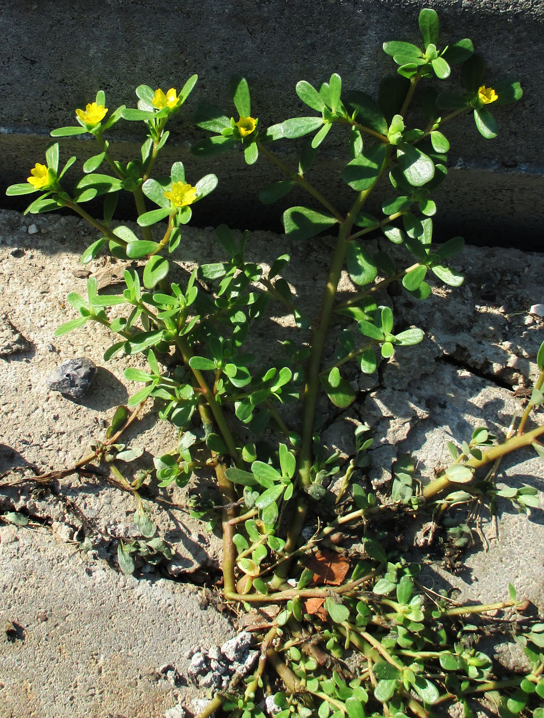 Image of Portulaca oleracea specimen.