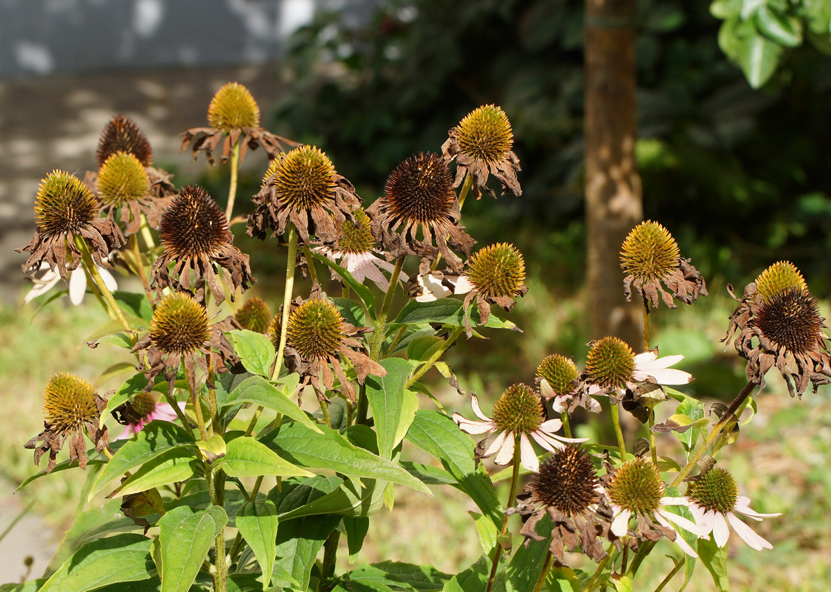 Изображение особи Echinacea purpurea.