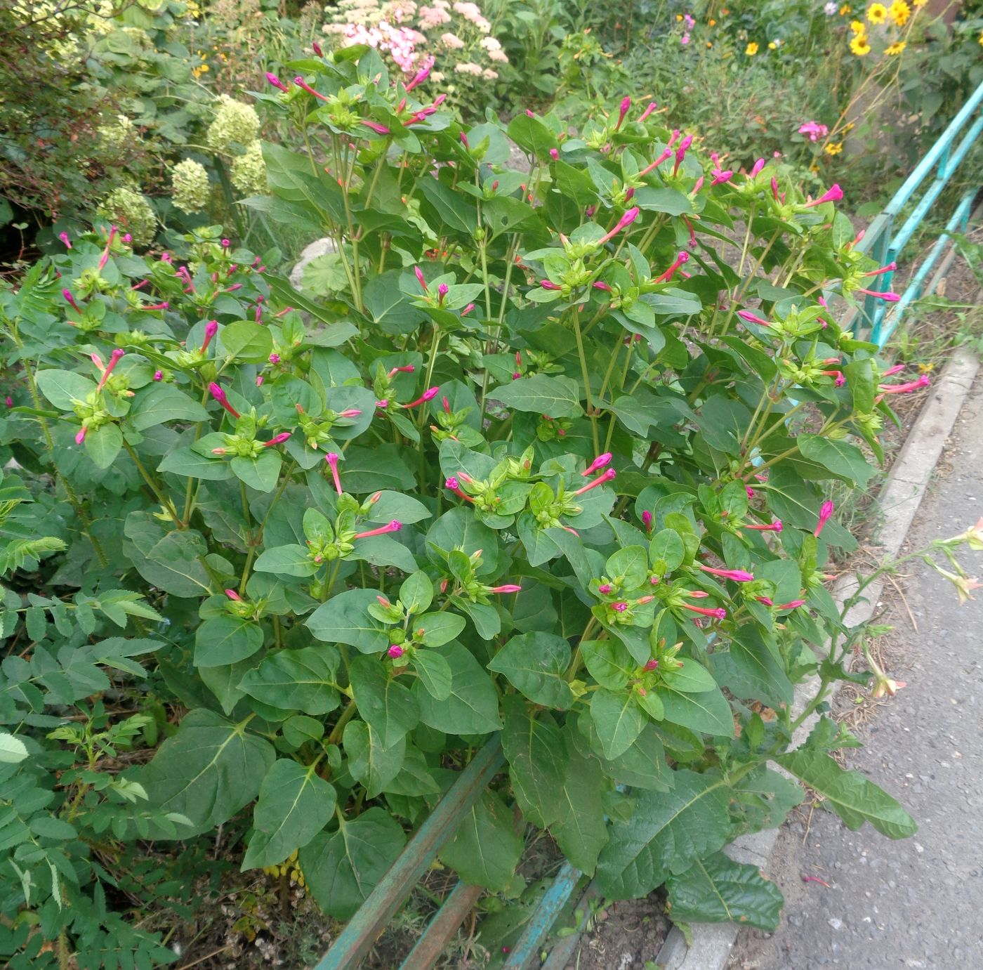 Изображение особи Mirabilis jalapa.