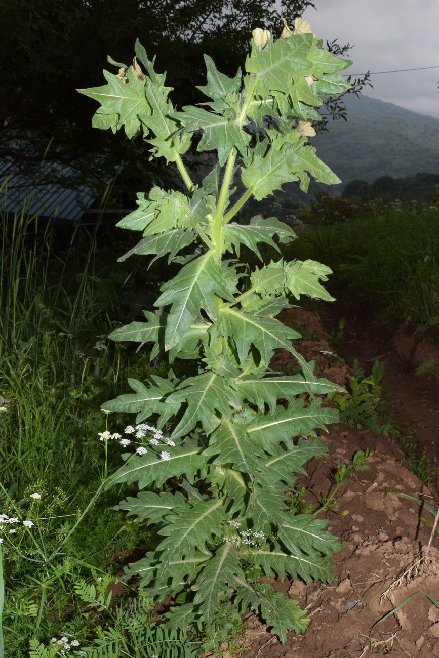 Изображение особи Hyoscyamus niger.