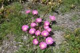 Carpobrotus quadrifidus