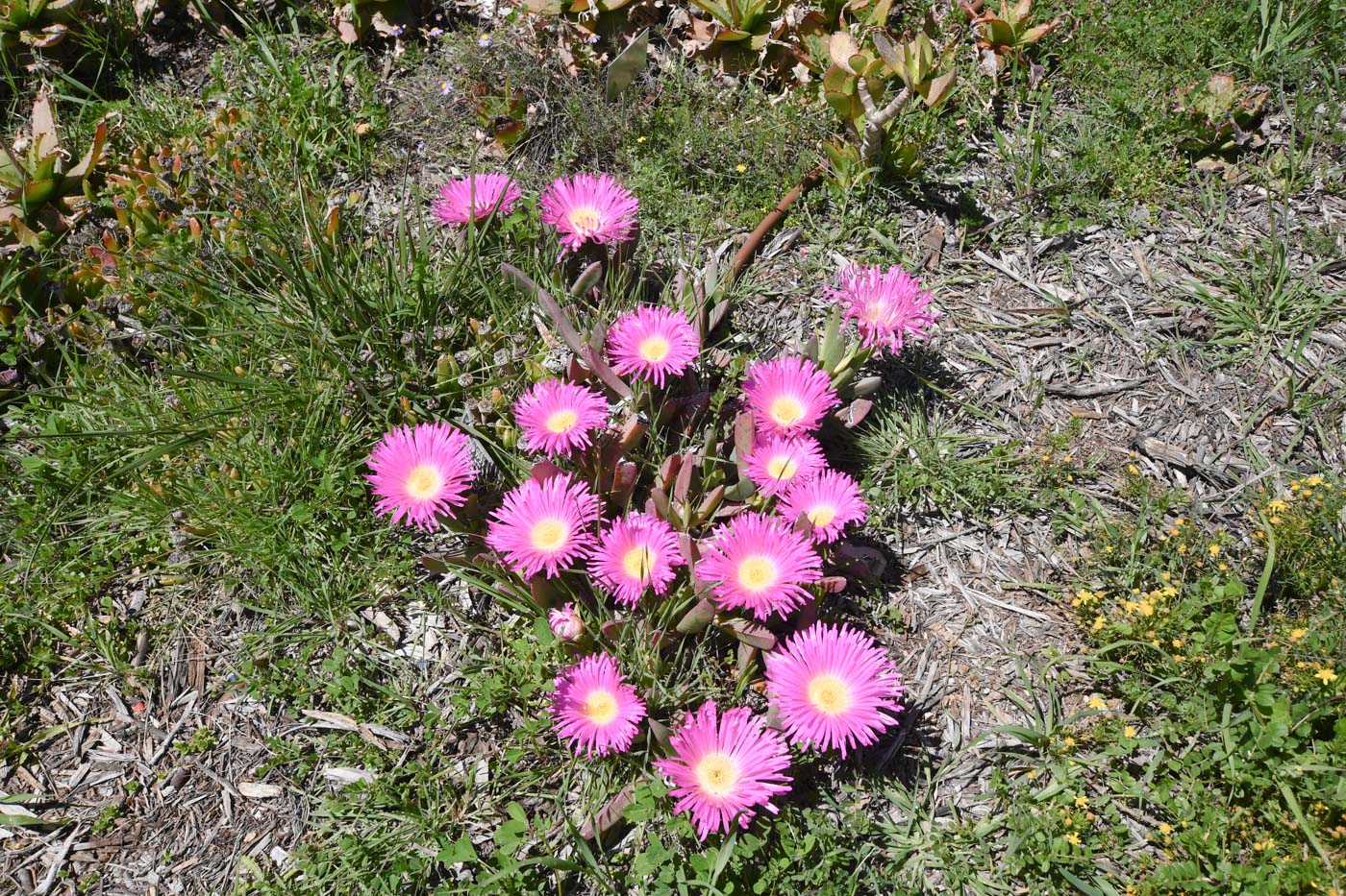 Image of Carpobrotus quadrifidus specimen.