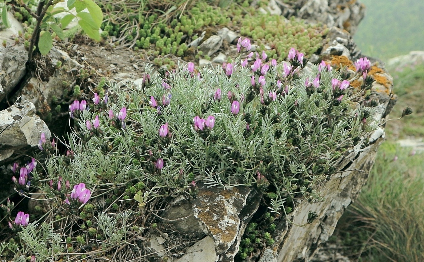 Изображение особи Astragalus subuliformis.