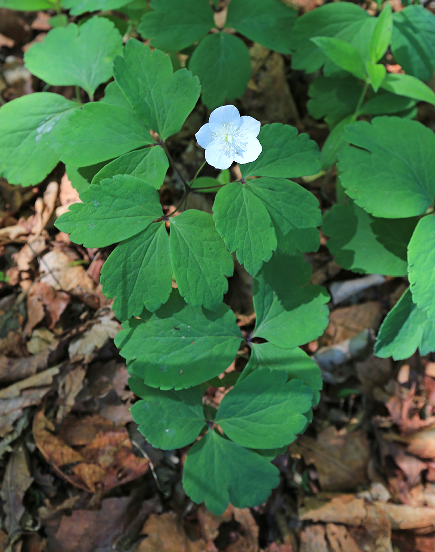 Изображение особи Anemone udensis.