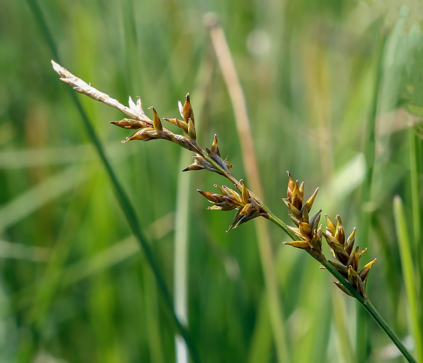 Изображение особи Carex elongata.