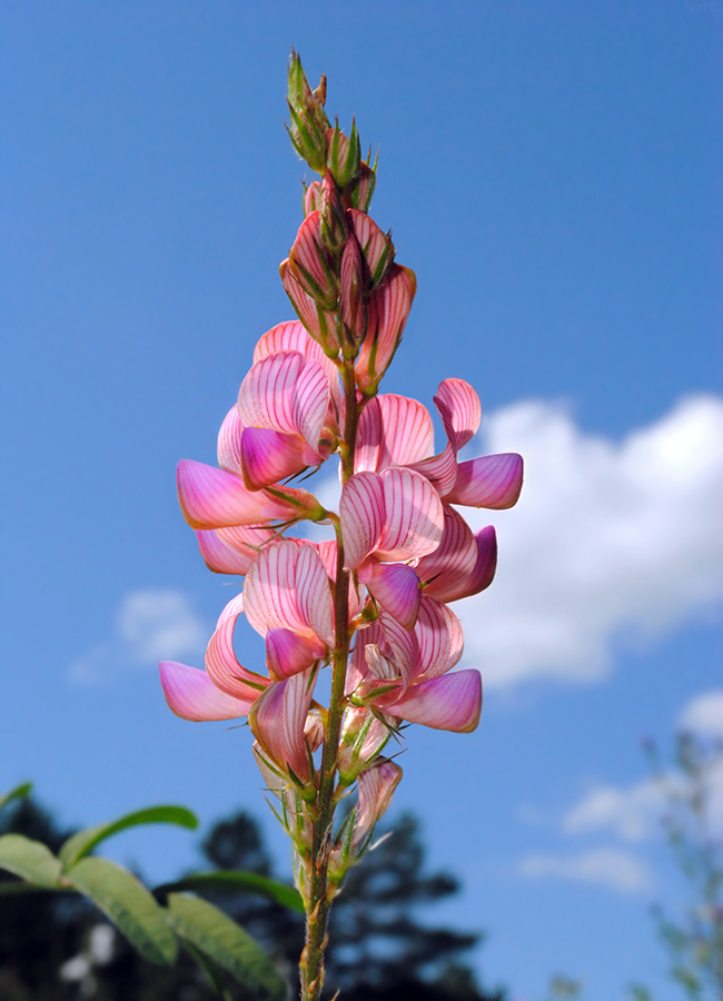 Изображение особи Onobrychis sibirica.