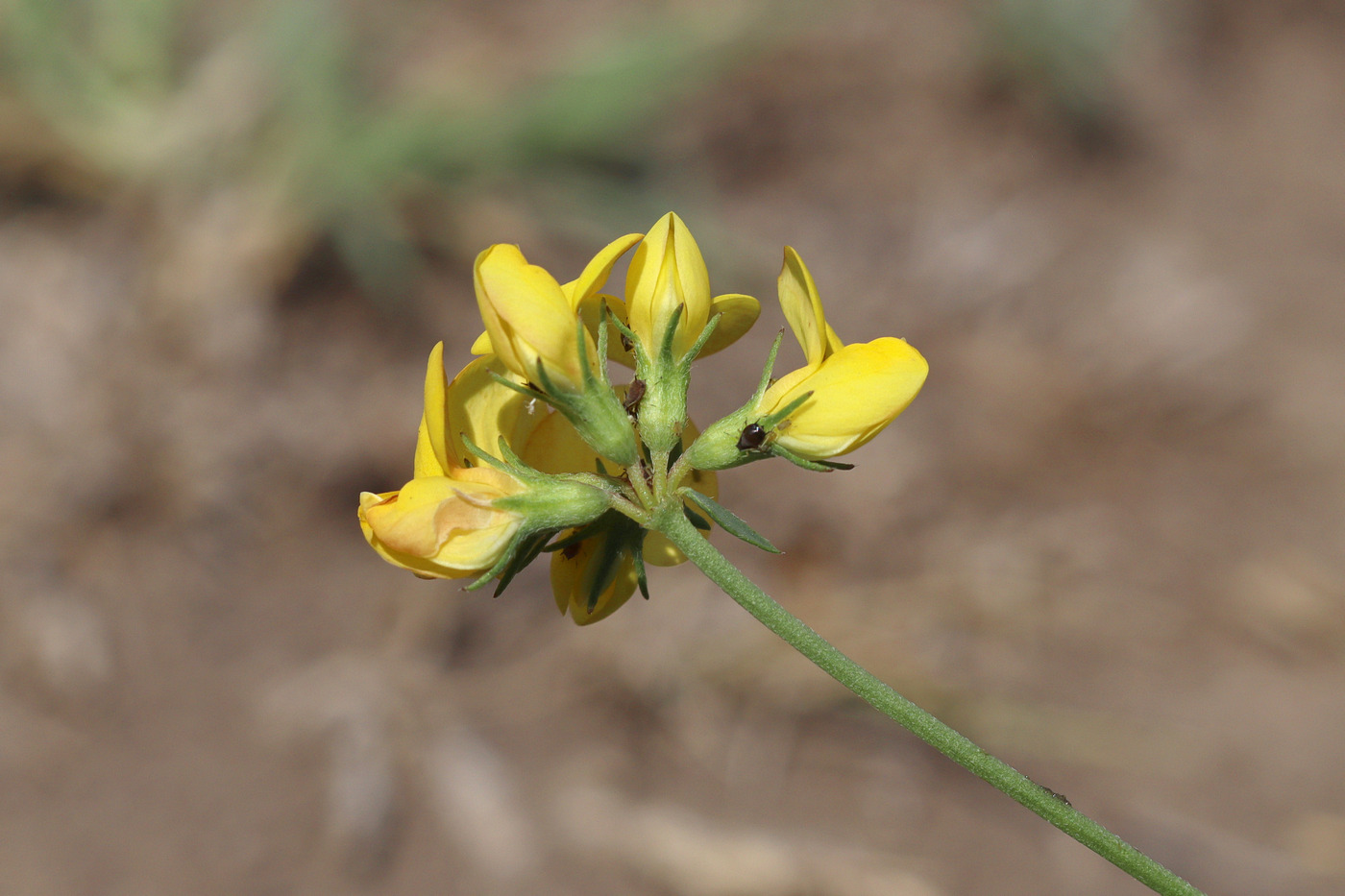 Image of Lotus krylovii specimen.