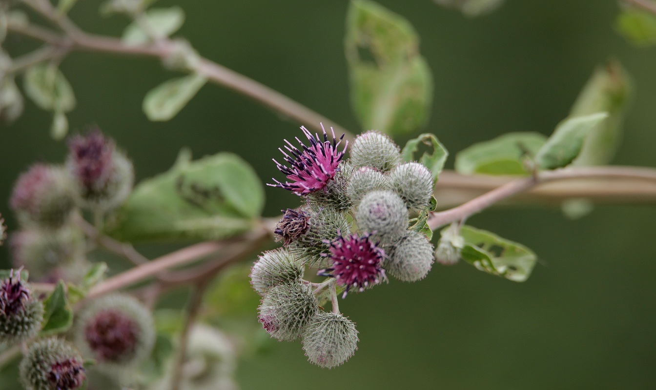 Изображение особи Arctium tomentosum.