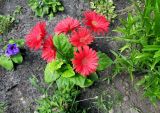 Gerbera jamesonii. Цветущее растение в сообществе с Petunia × hybrida, Physostegia virginiana и Anemone sylvestris. Московская обл., г. Электрогорск, городской бульвар, в культуре. 28.06.2020.