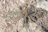 Taraxacum pseudominutilobum. Цветущее растение на мелкозёмисто-каменистом склоне. Узбекистан, Чаткальский хр., окр. перевала Даван (Турасай) близ Арашанских озёр. 17.07.2020.