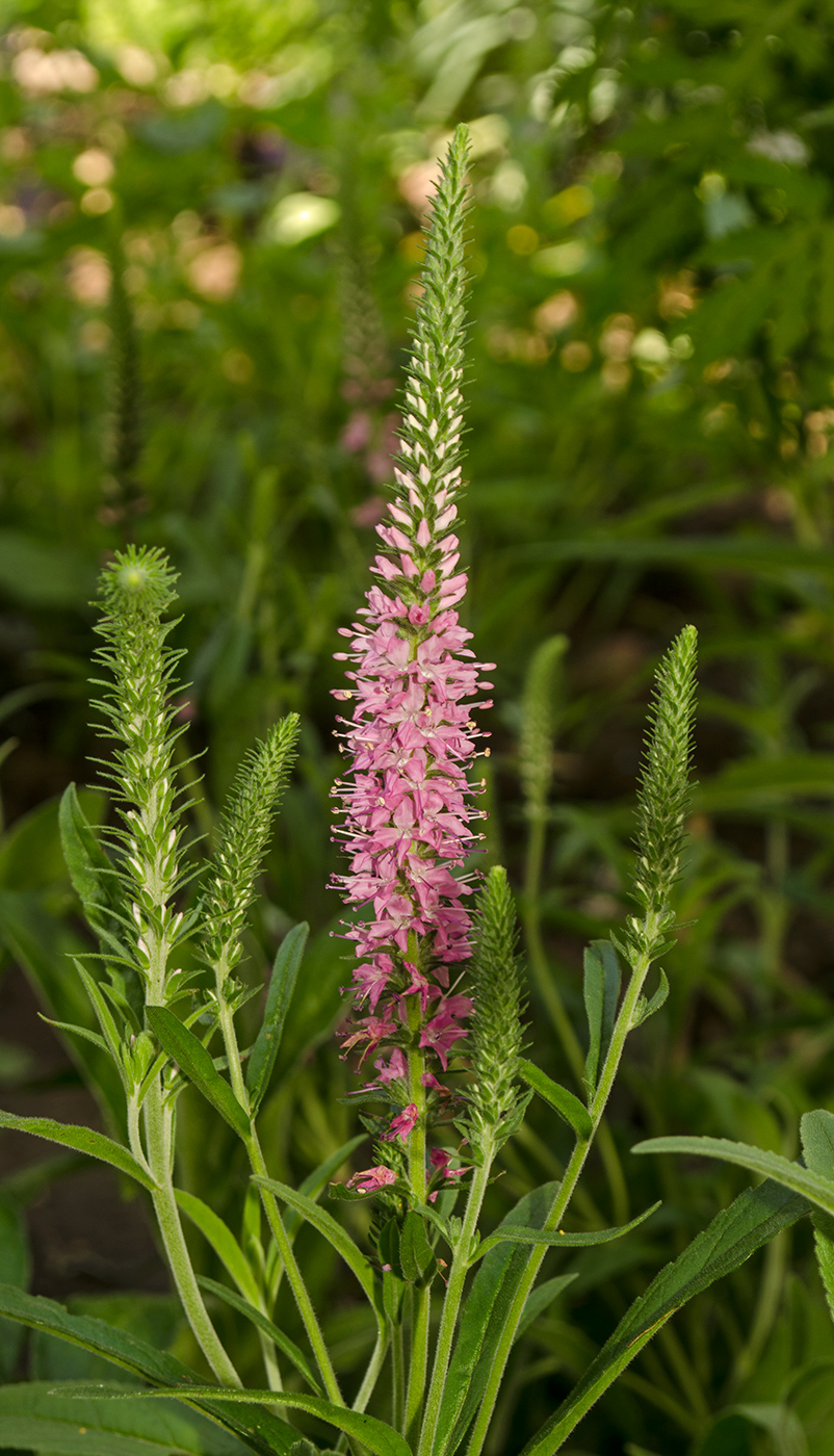 Image of genus Veronica specimen.