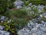 Centranthus longiflorus. Цветущее растение. Греция, гора Олимп. 07.09.2010.