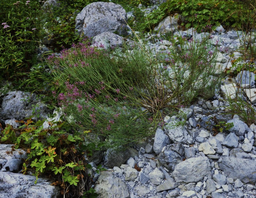 Image of Centranthus longiflorus specimen.