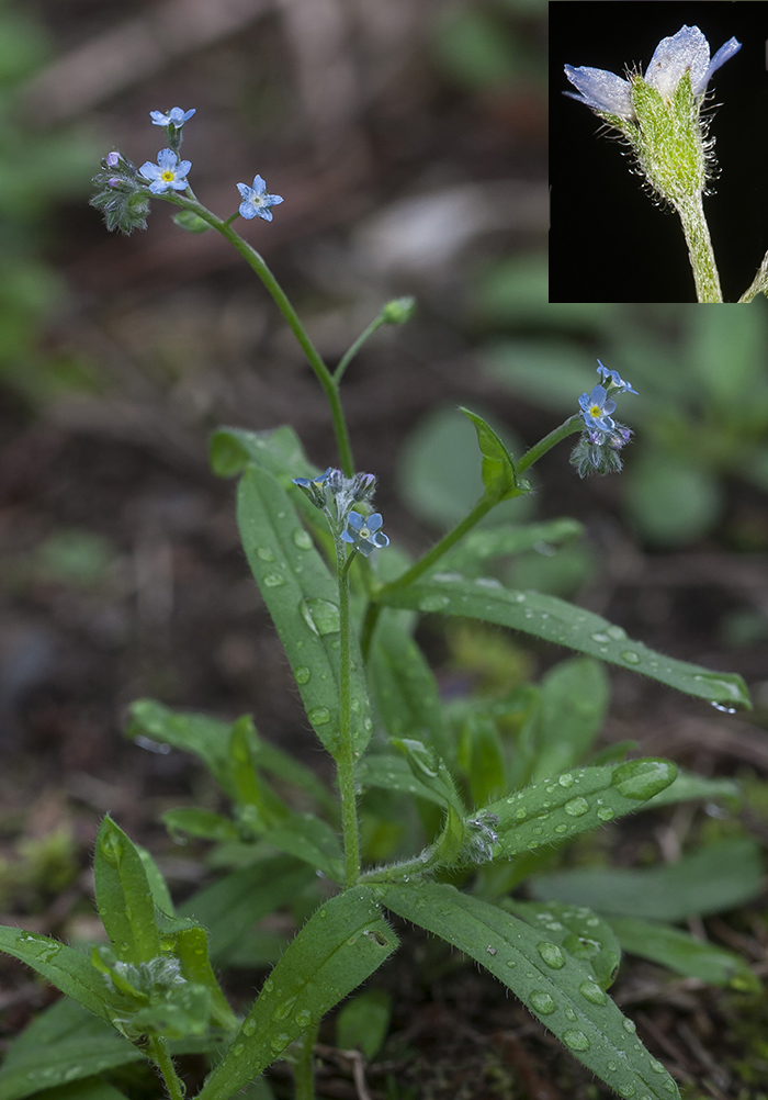 Image of Myosotis arvensis specimen.