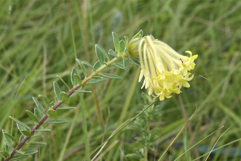 Изображение особи Gnidia anthylloides.