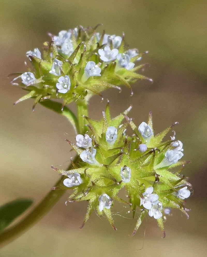 Image of Valerianella dactylophylla specimen.