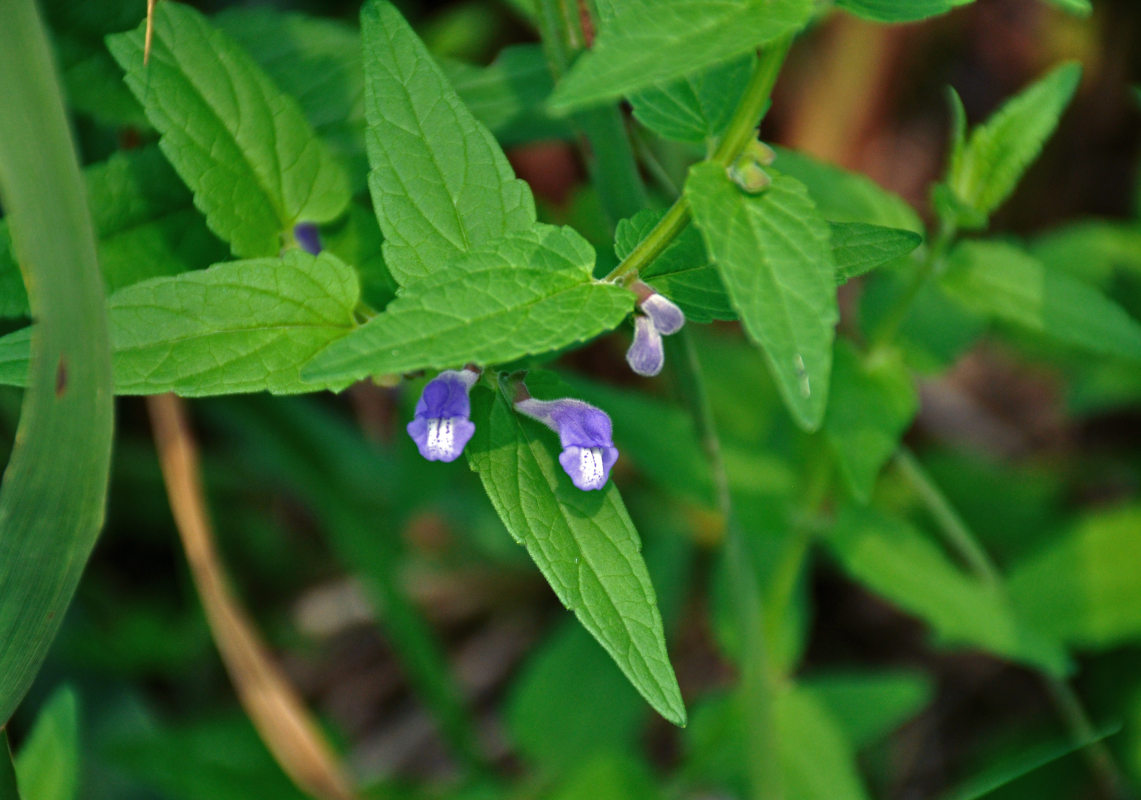 Изображение особи Scutellaria galericulata.