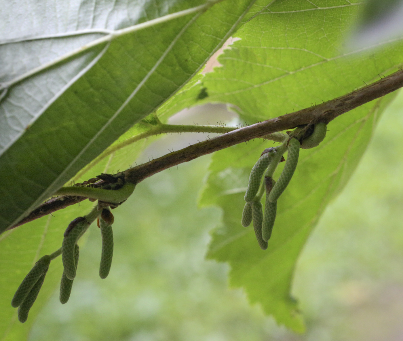 Image of Corylus colurna specimen.