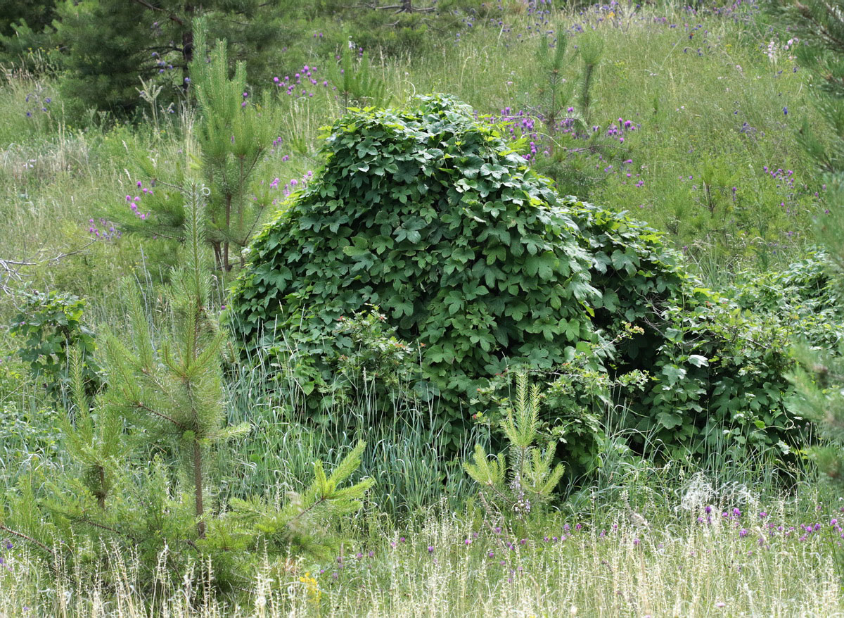 Image of Humulus lupulus specimen.