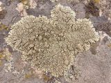 Lecanora muralis. Таллом с апотециями. Украина, г. Запорожье, восточная окраина, долина р. Мокрая Московка, луговая степь на гранитном основании. 16.04.2017.