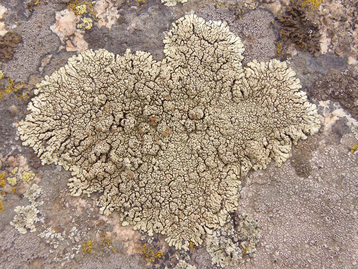 Изображение особи Lecanora muralis.