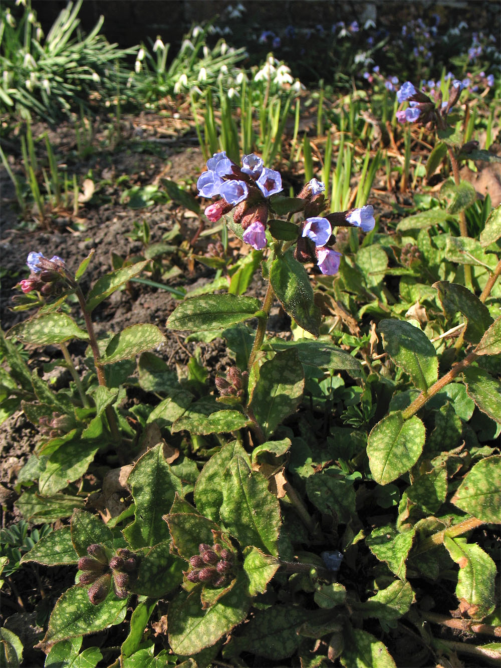 Image of Pulmonaria saccharata specimen.