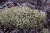 Cladonia amaurocraea