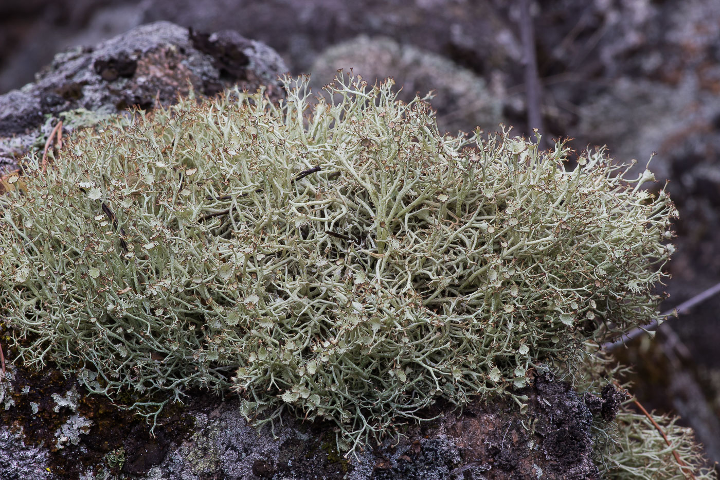 Image of Cladonia amaurocraea specimen.