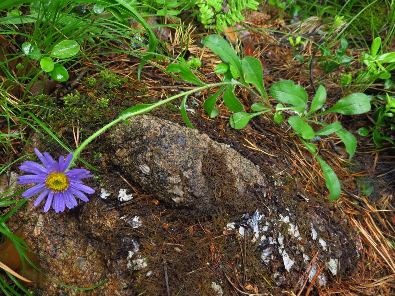 Изображение особи Aster alpinus.