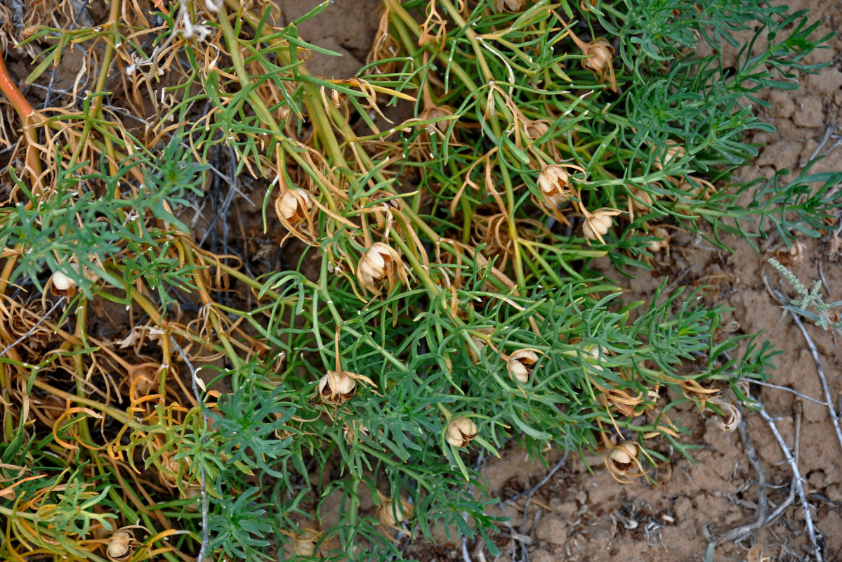 Image of Peganum harmala specimen.