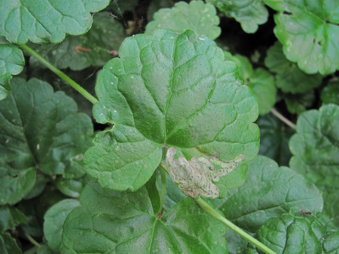 Image of Glechoma hederacea specimen.