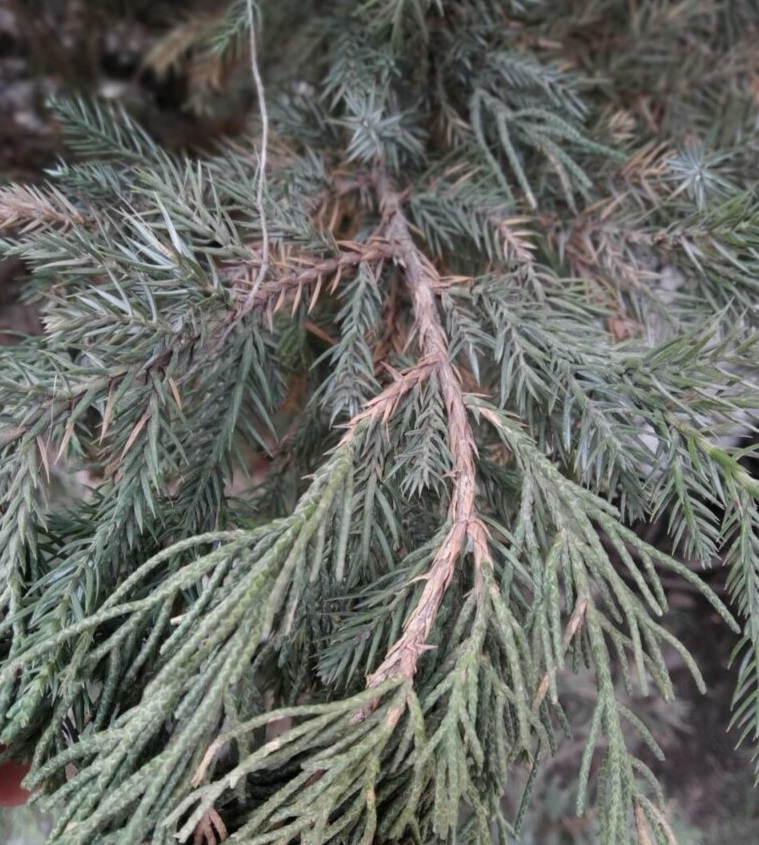 Изображение особи род Juniperus.