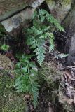 Asplenium adiantum-nigrum