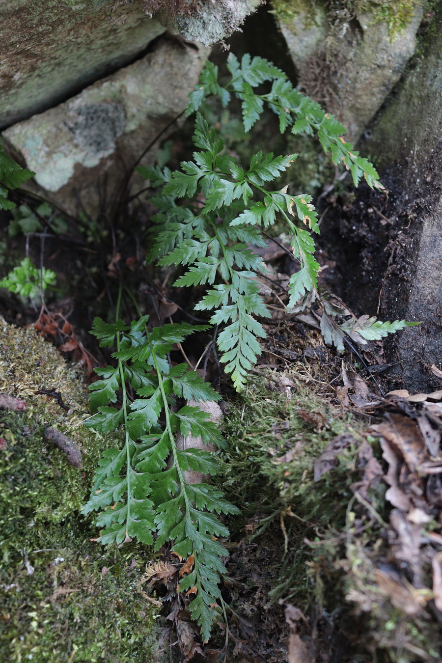 Изображение особи Asplenium adiantum-nigrum.