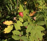genus Rosa