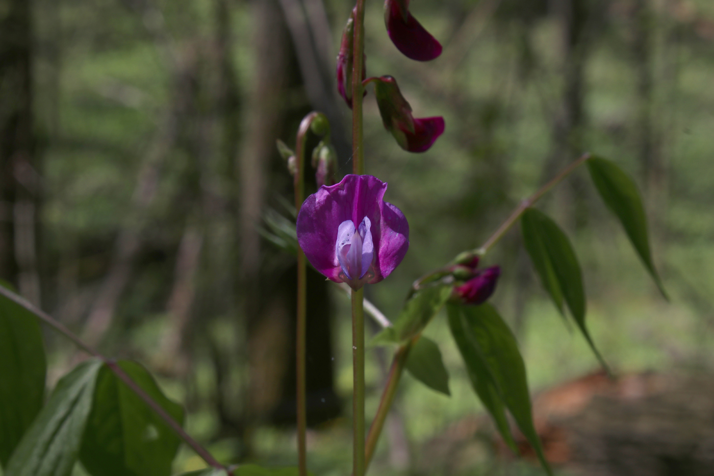 Изображение особи Lathyrus vernus.