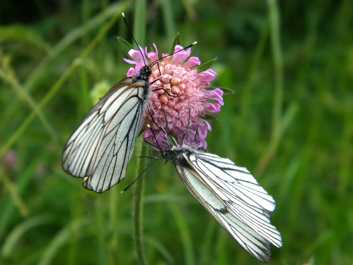 Image of Knautia arvensis specimen.