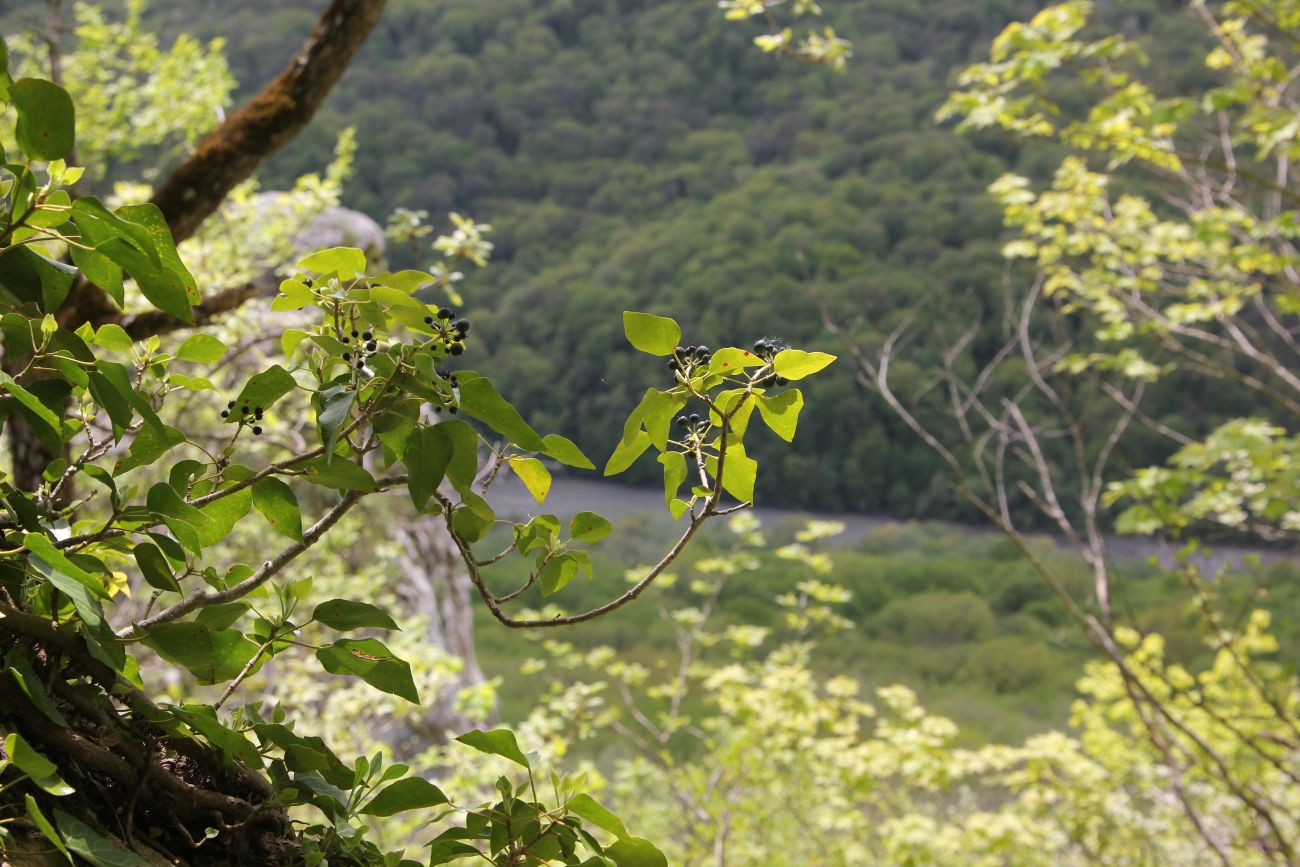 Image of genus Hedera specimen.