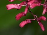 familia Orchidaceae