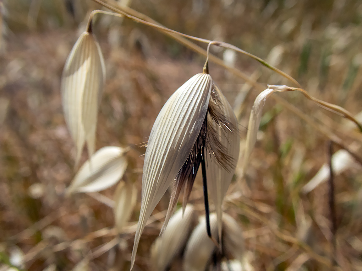 Image of Avena sterilis specimen.