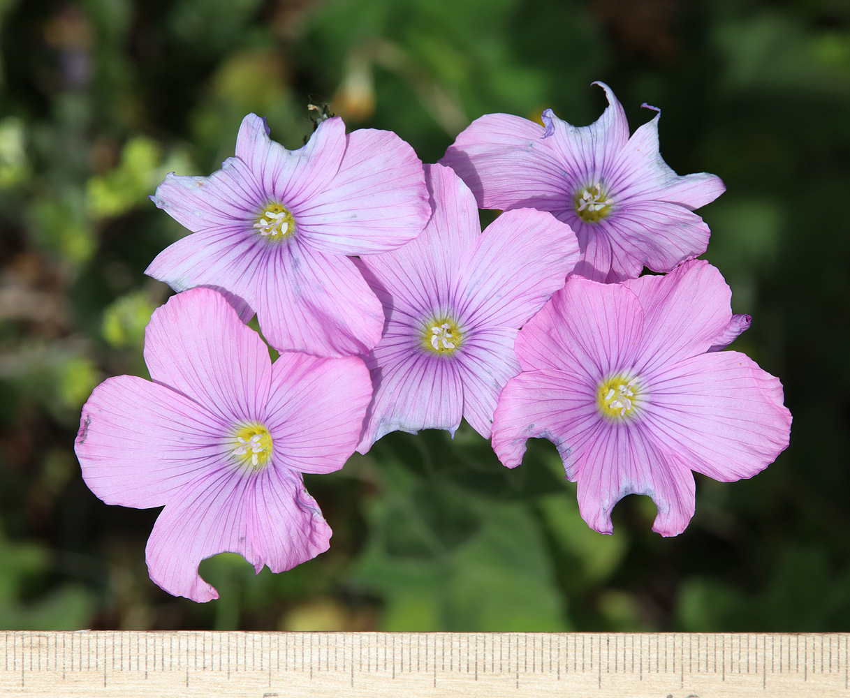Image of Linum hypericifolium specimen.